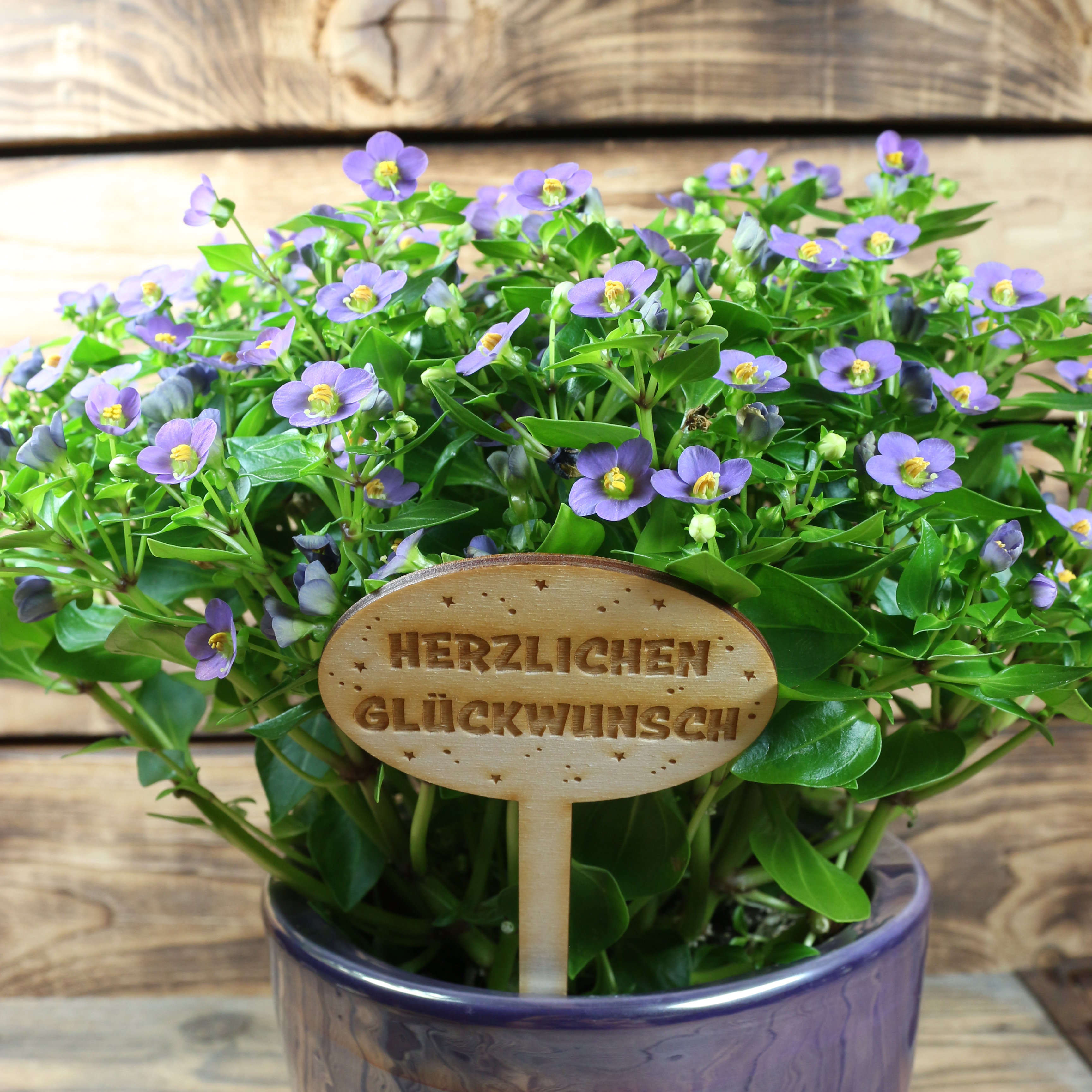 Pflanzenstecker "Herzlichen Glückwunsch"